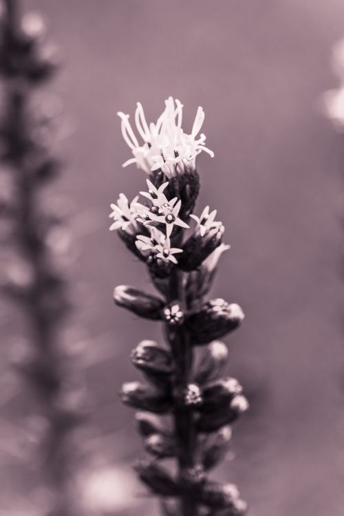 liatris spicata splendor notch shrub