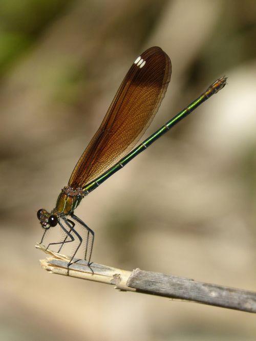 libella black dragonfly calopteryx haemorrhoidalis