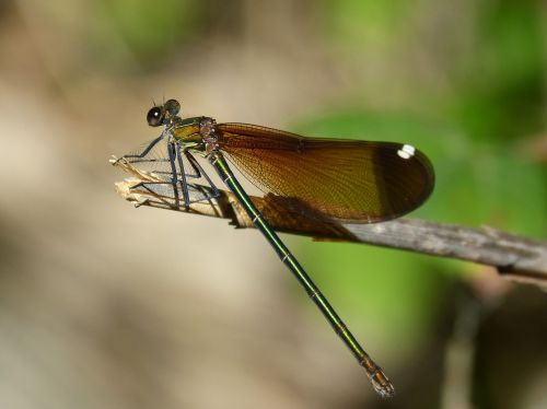 libella black dragonfly calopteryx haemorrhoidalis
