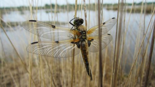 libelle see teich