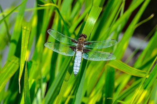 libellula depressa  ważka  dragonfly płaskobrzucha