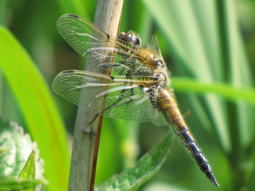 Dragonfly 2