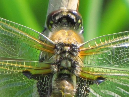 Dragonfly 5