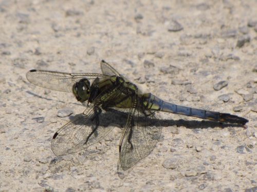 Blue Dragonfly 2