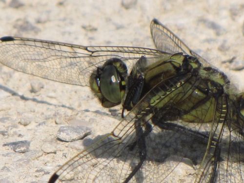 Blue Dragonfly 3