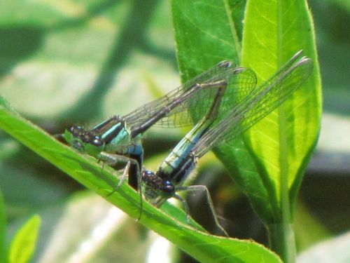 Blue Dragonfly Reproduction