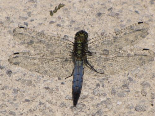 Blue Dragonfly