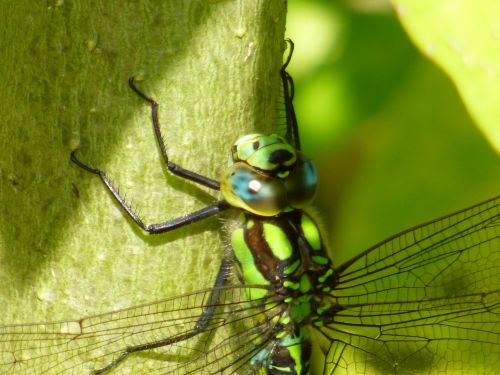 Dragonfly On A Branch