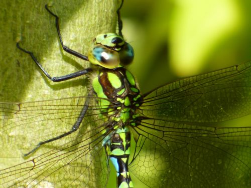 Dragonfly On A Branch
