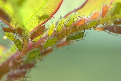large rose aphids aphids louse