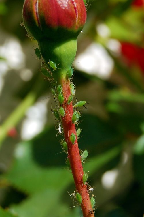 lice aphids ros