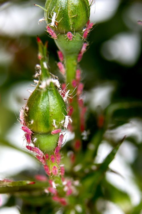lice aphids infestation