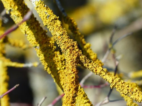 lichen ordinary gelbflechte branch