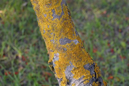 lichen mold tree