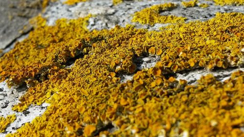 lichen stone wall