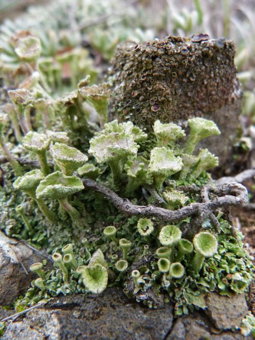 lichen rock forest