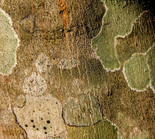 lichen pattern tree