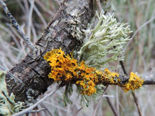 lichen trunk forest