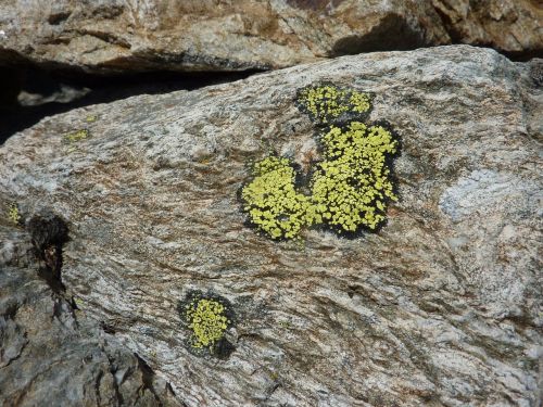 lichen mineral nature