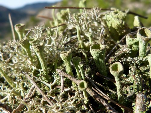 lichen moss snorquel