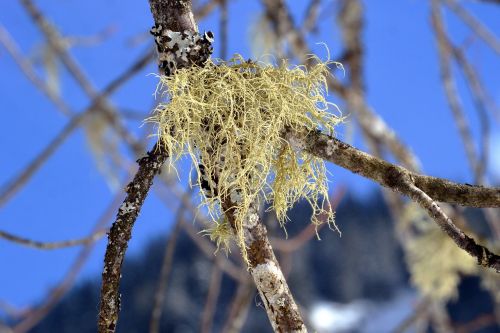 lichen branch bark
