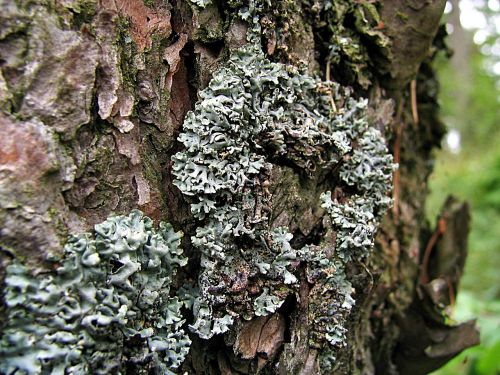 lichen the bark tree