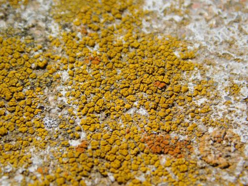 lichen stone nature