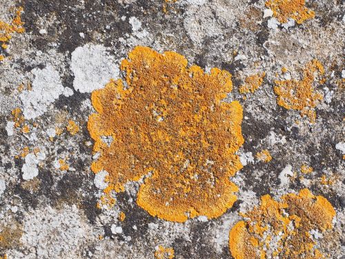 lichen ordinary gelbflechte xanthoria parietina