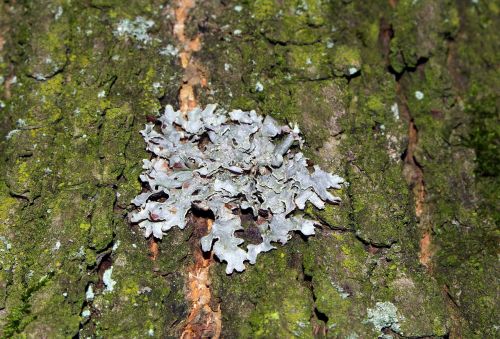 lichens tree the bark of the tree