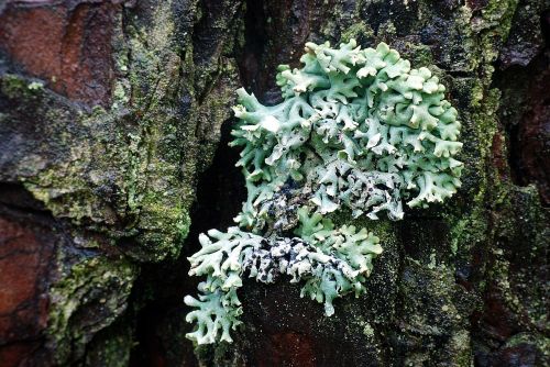 lichen tree forest