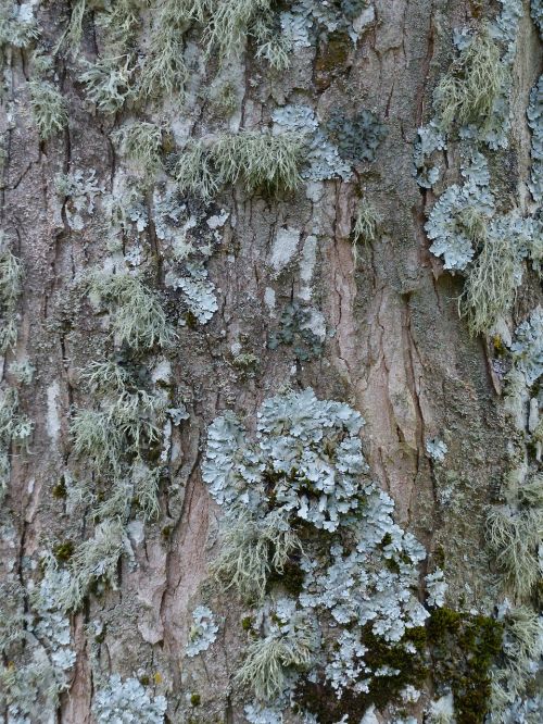 lichen leaf braid blue grey
