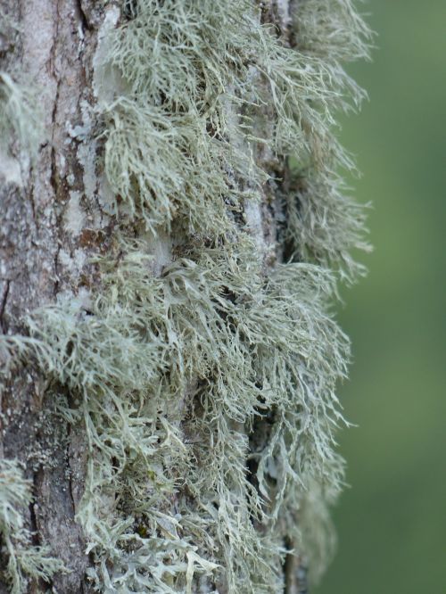 lichen brush braid doris farinacea