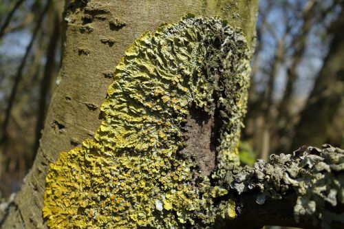lichen moss tree trunk