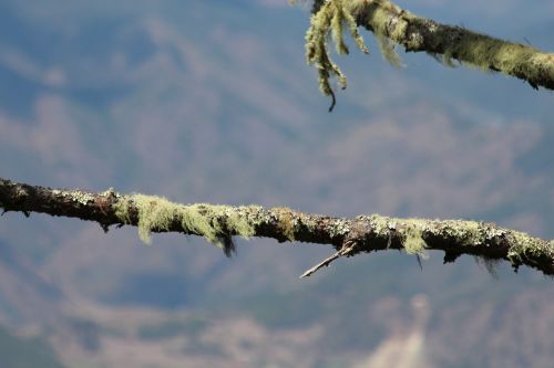 lichen moss the branch of a tree