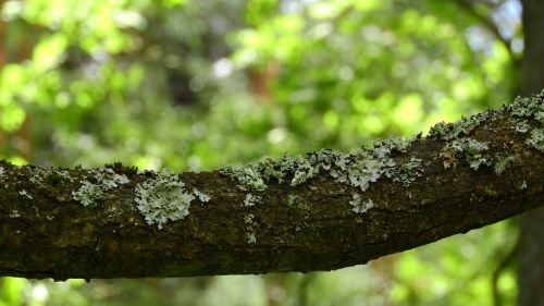 lichen branch bark