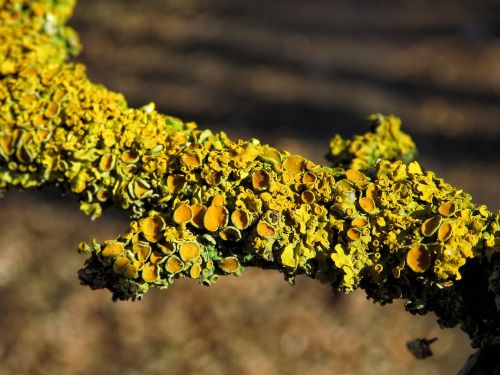 lichen moss branch