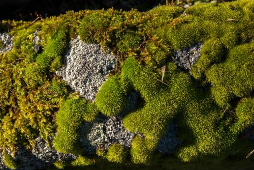 lichen moss stone