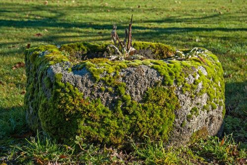 lichen moss stone