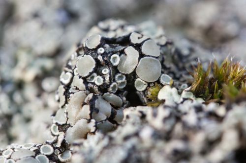 lichen grey beige