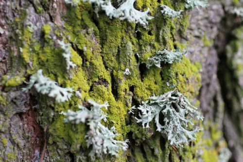 lichen trunk wood