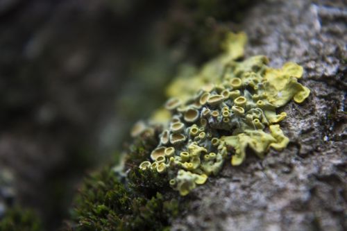 lichen macro yellow
