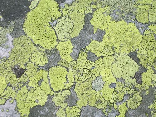lichen stone structure