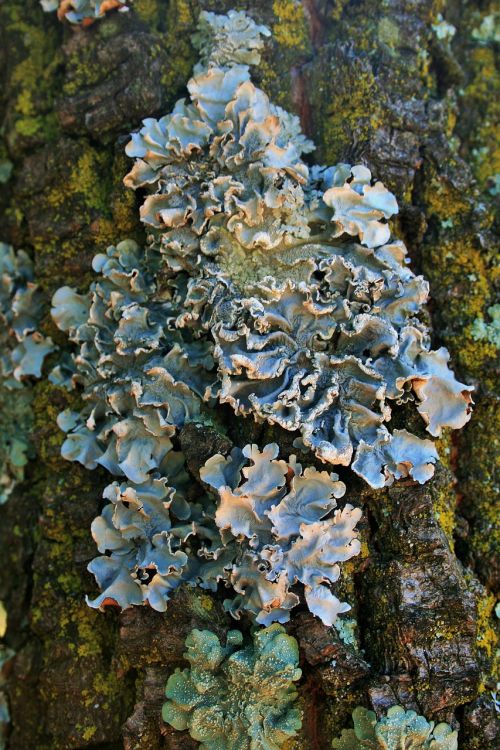 lichen trunk mossy