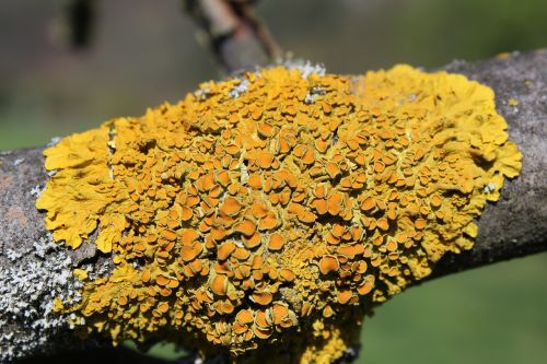 lichen background macro