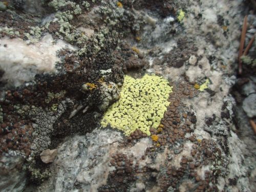 lichen nature fungus