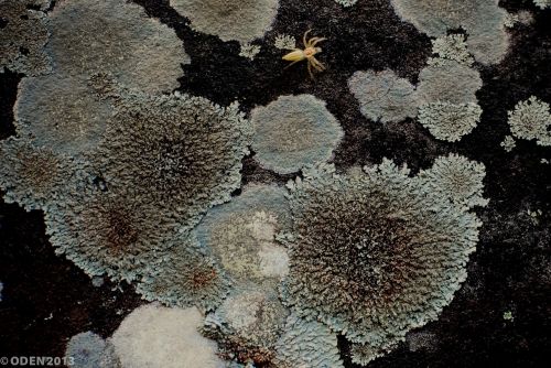 lichen rock moisture