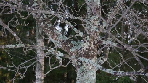 lichen eichenes journal of wood-frame