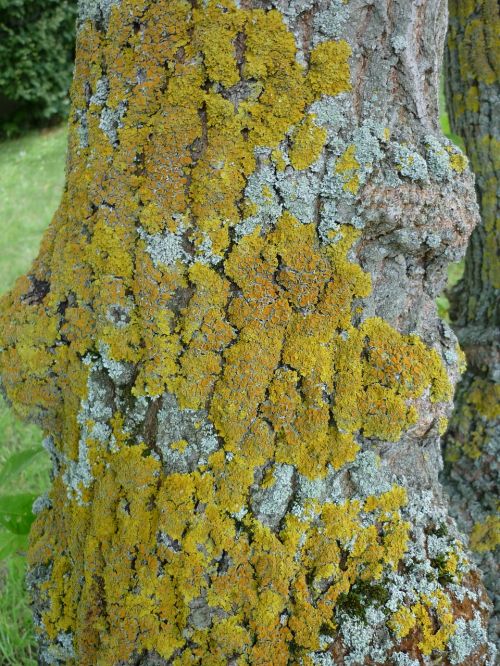 lichen yellow-greenish stains