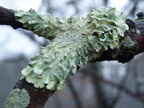 lichen fungus nature