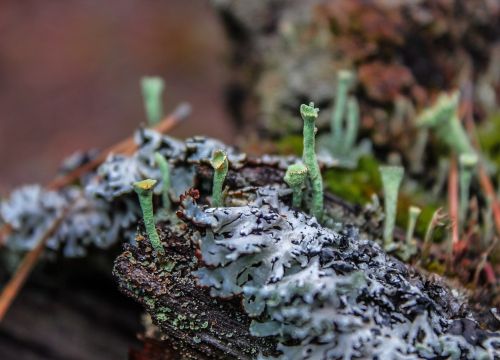lichen forest nature